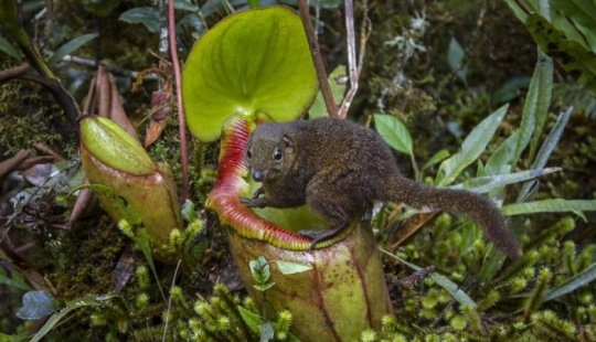 Nepenthes y tupaya: amistad “de baño” entre una planta carnívora y un animal en miniatura