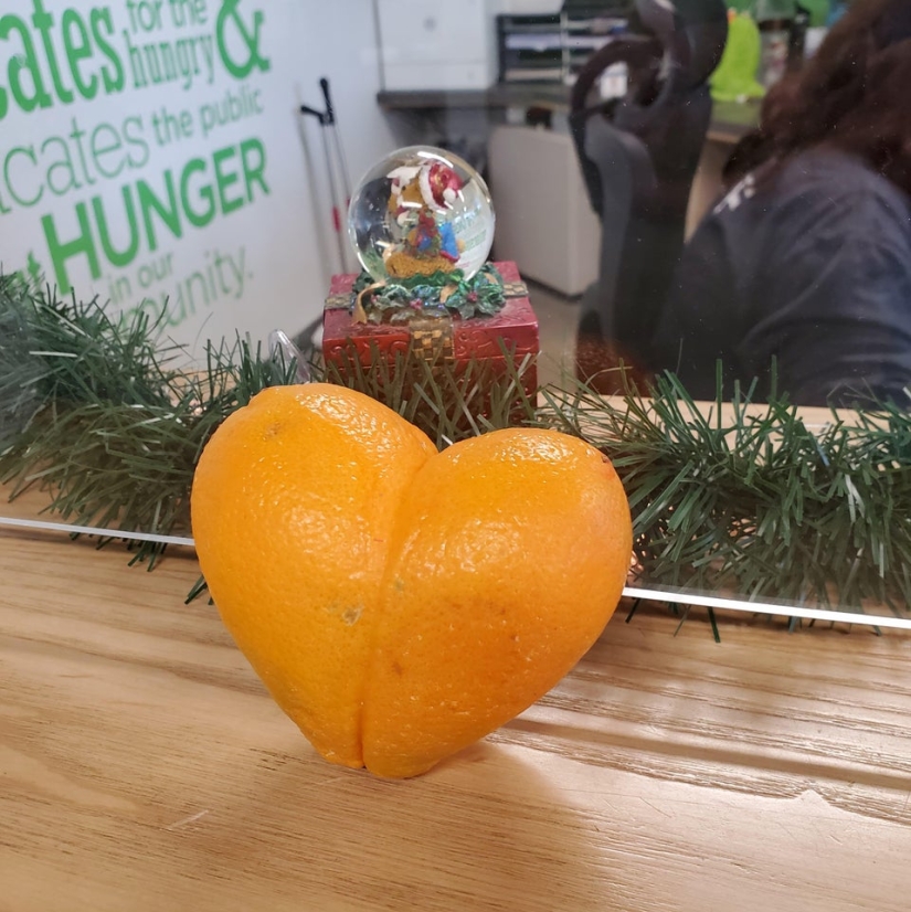 Neumococo de felpa y otras 22 curiosidades que pocas personas han visto Neumococo de felpa y otras 22 curiosidades que pocas personas han visto