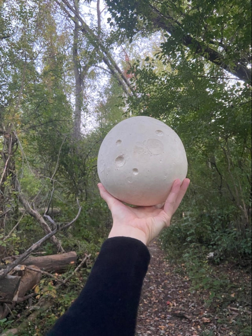 Neumococo de felpa y otras 22 curiosidades que pocas personas han visto Neumococo de felpa y otras 22 curiosidades que pocas personas han visto