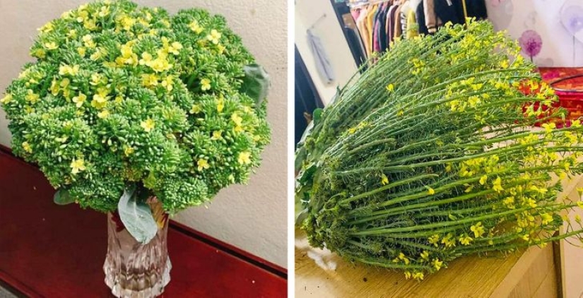 Neumococo de felpa y otras 22 curiosidades que pocas personas han visto Neumococo de felpa y otras 22 curiosidades que pocas personas han visto