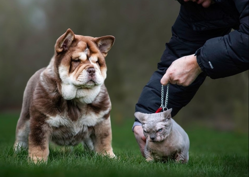 New breed of &#39;bulldog cats&#39; sparks protests from animal rights activists