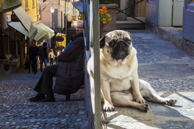 ¡No creas lo que ves! 22 increíbles fotos de rompecabezas ópticos