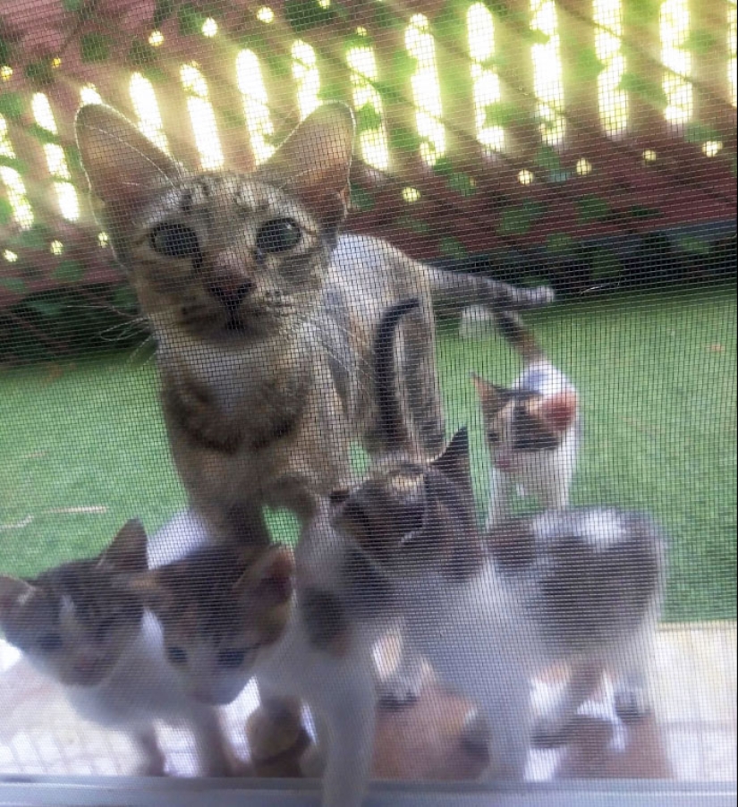 “No estaba gorda después de todo”: 10 fotos saludables de padres animales y sus bebés