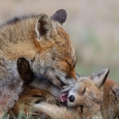 “No estaba gorda después de todo”: 10 fotos saludables de padres animales y sus bebés