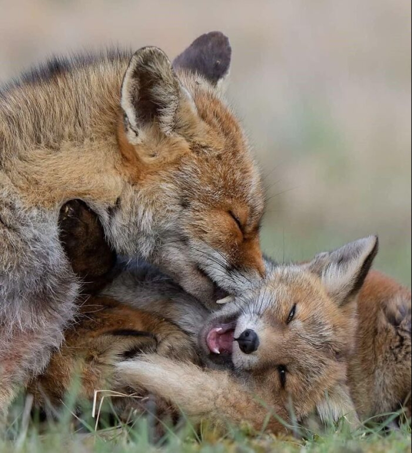 “No estaba gorda después de todo”: 10 fotos saludables de padres animales y sus bebés