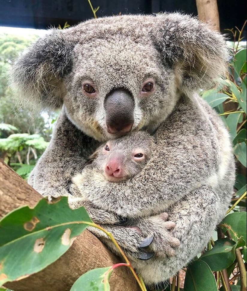 “No estaba gorda después de todo”: 10 fotos saludables de padres animales y sus bebés