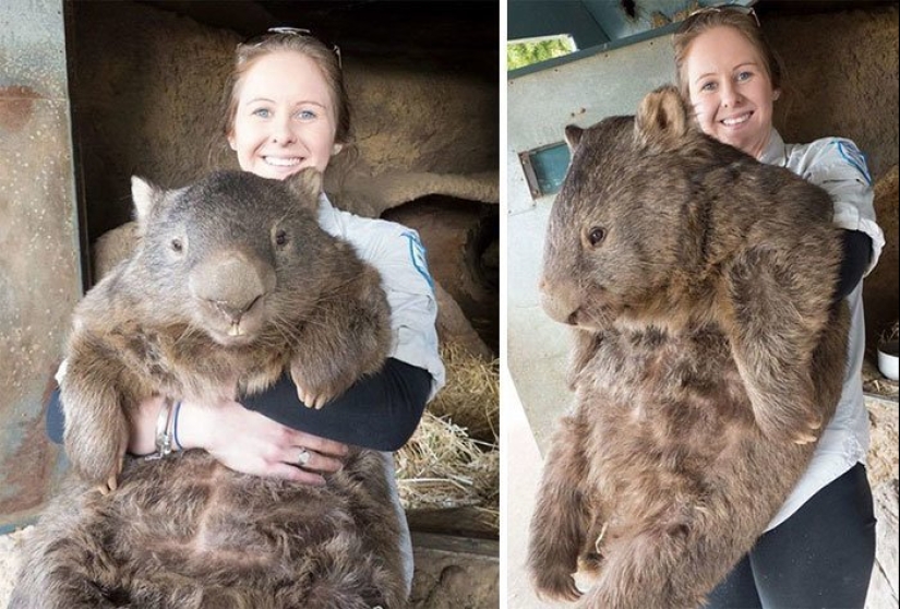 No fotomontaje! 26 objetos que son mucho más grandes en realidad de lo que pensabas