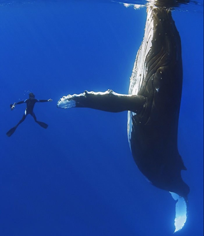 No fotomontaje! 26 objetos que son mucho más grandes en realidad de lo que pensabas