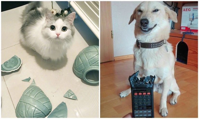 No, not ashamed: 35 Pets who were caught in a blatant crimes