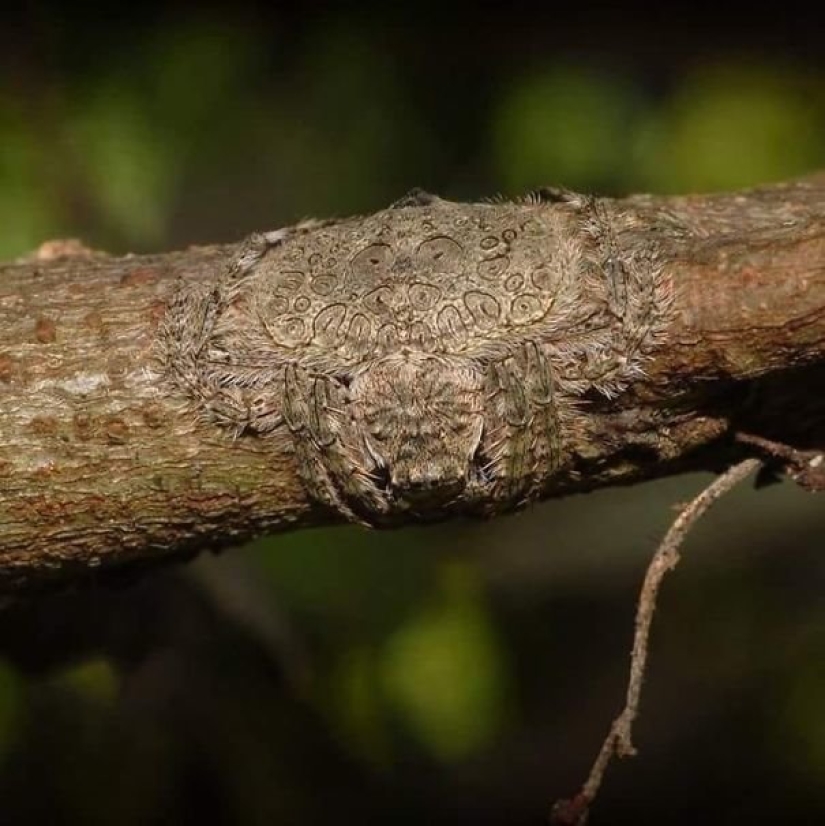 No para los débiles de corazón: La Madre Naturaleza muestra su lado oscuro