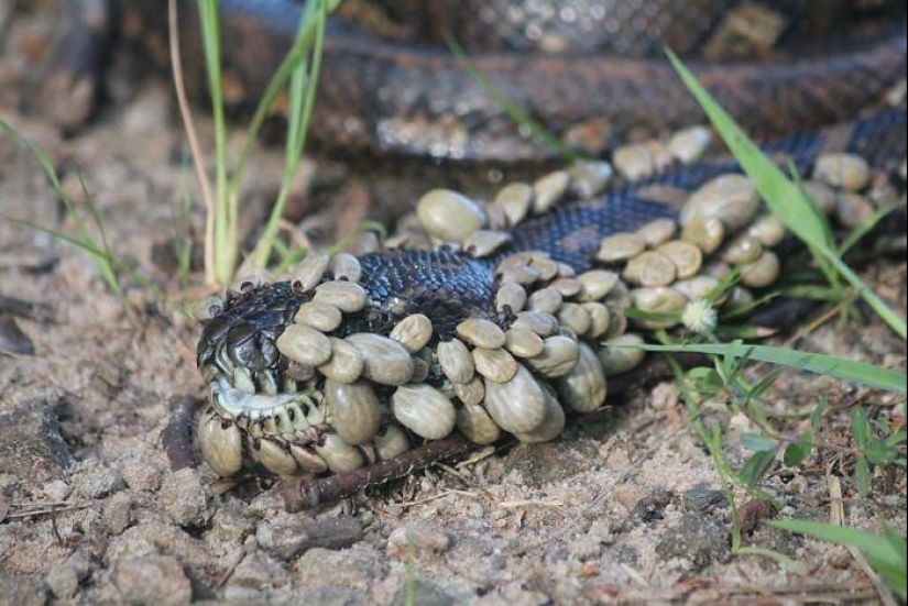 No para los débiles de corazón: La Madre Naturaleza muestra su lado oscuro