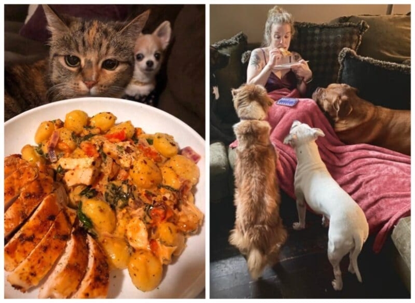 ¡No puedes rechazarlos! 22 fotos de animales mirando comida