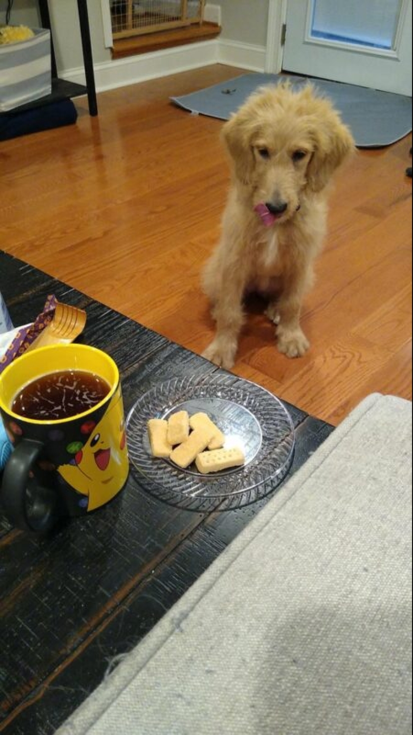 ¡No puedes rechazarlos! 22 fotos de animales mirando comida