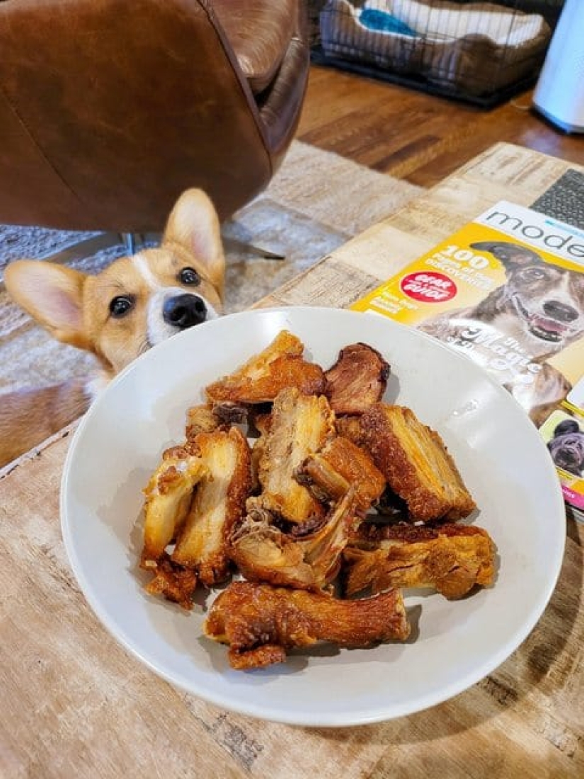 ¡No puedes rechazarlos! 22 fotos de animales mirando comida