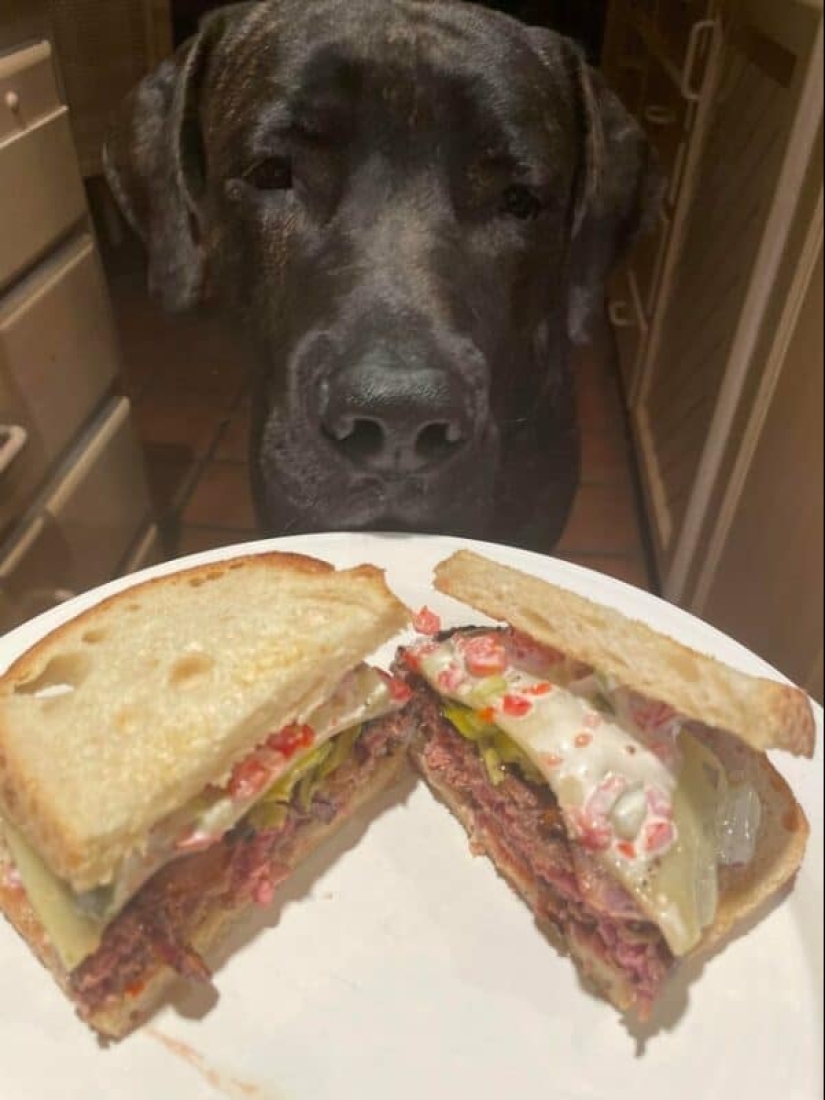 ¡No puedes rechazarlos! 22 fotos de animales mirando comida