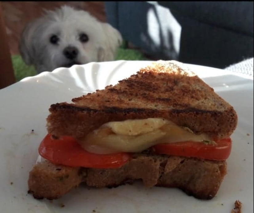 ¡No puedes rechazarlos! 22 fotos de animales mirando comida