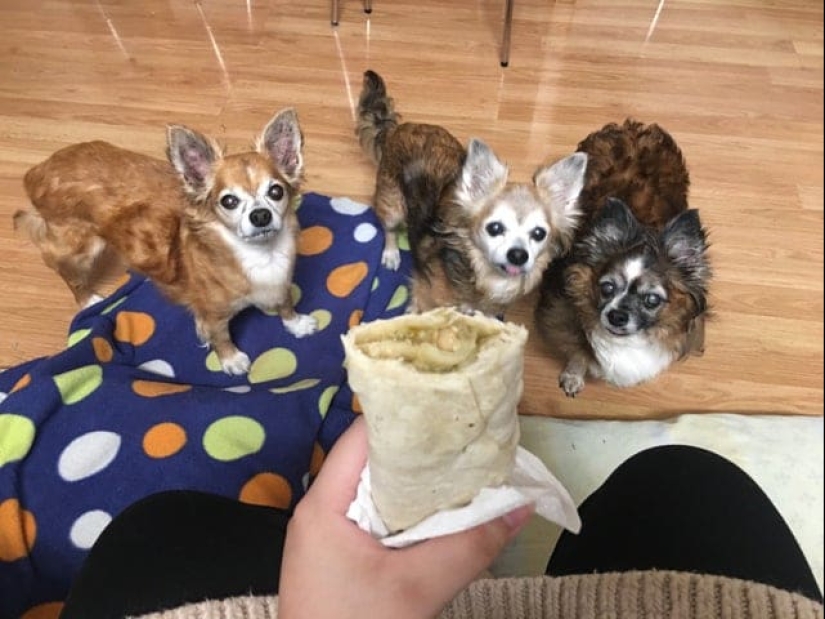 ¡No puedes rechazarlos! 22 fotos de animales mirando comida