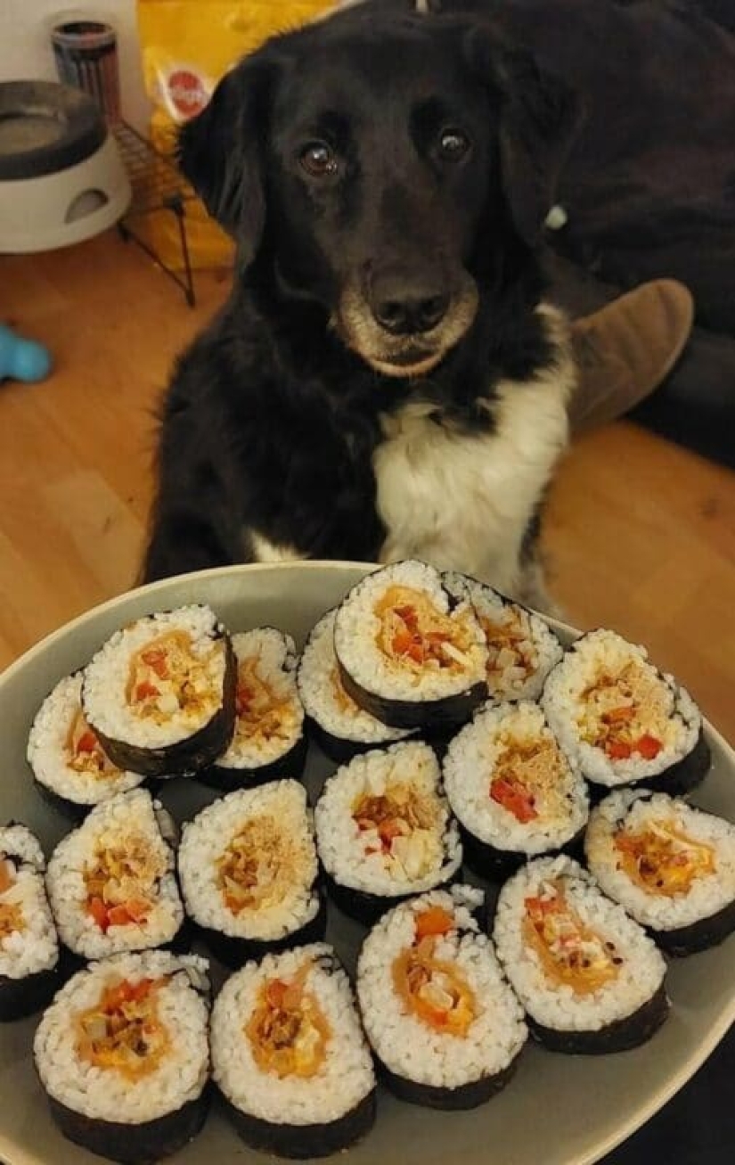 ¡No puedes rechazarlos! 22 fotos de animales mirando comida