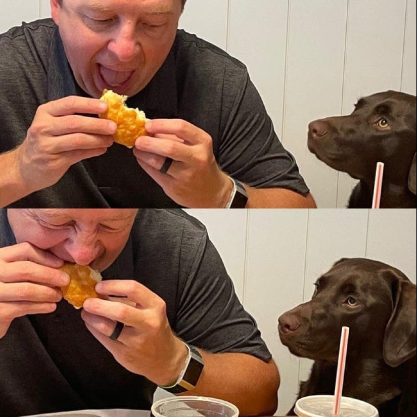 ¡No puedes rechazarlos! 22 fotos de animales mirando comida