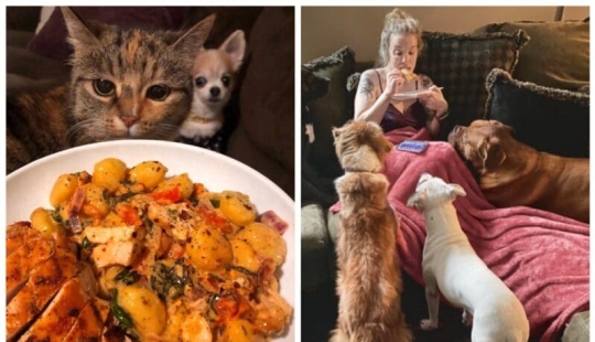 ¡No puedes rechazarlos! 22 fotos de animales mirando comida