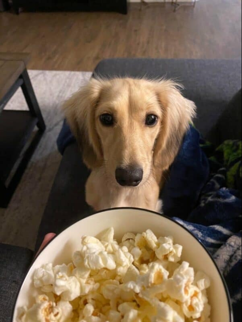 ¡No puedes rechazarlos! 22 fotos de animales mirando comida