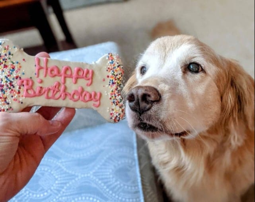 ¡No puedes rechazarlos! 22 fotos de animales mirando comida