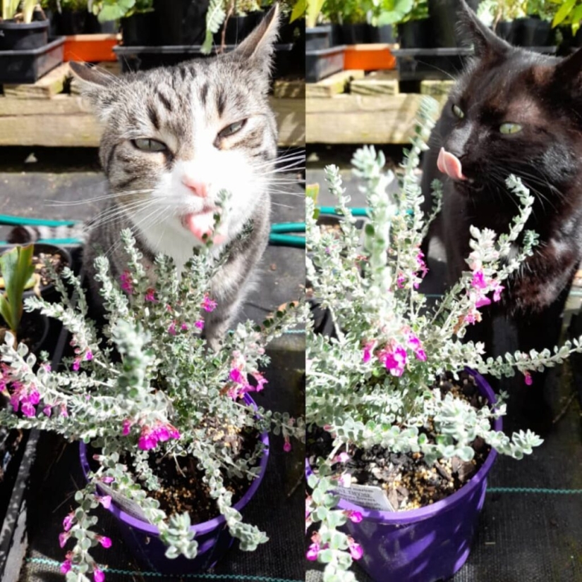 No solo hierba gatera: 5 plantas que vuelven locos a los gatos