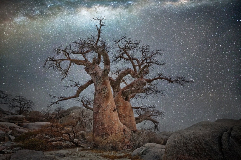 "Noches de diamantes" de Beth Moon – los árboles más antiguos de la Tierra contra el fondo de las estrellas