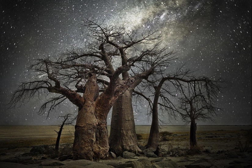 "Noches de diamantes" de Beth Moon – los árboles más antiguos de la Tierra contra el fondo de las estrellas