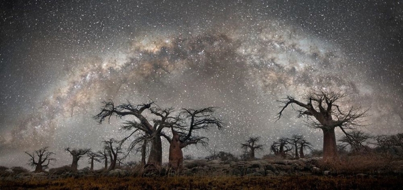 "Noches de diamantes" de Beth Moon – los árboles más antiguos de la Tierra contra el fondo de las estrellas