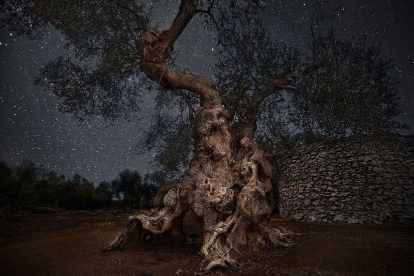 "Noches de diamantes" de Beth Moon – los árboles más antiguos de la Tierra contra el fondo de las estrellas