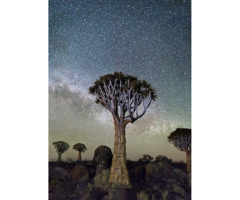 "Noches de diamantes" de Beth Moon – los árboles más antiguos de la Tierra contra el fondo de las estrellas