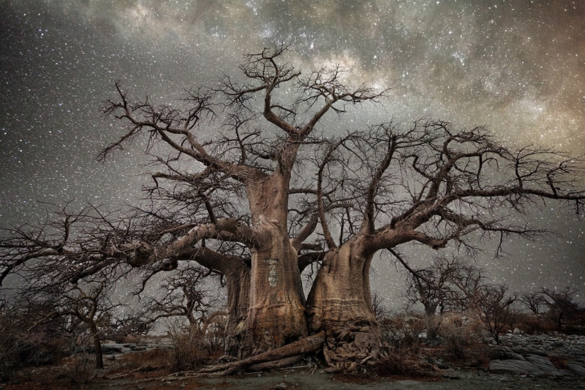 "Noches de diamantes" de Beth Moon – los árboles más antiguos de la Tierra contra el fondo de las estrellas