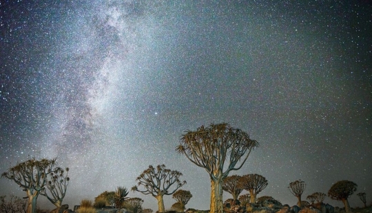 "Noches de diamantes" de Beth Moon – los árboles más antiguos de la Tierra contra el fondo de las estrellas