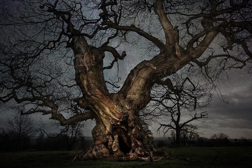 "Noches de diamantes" de Beth Moon – los árboles más antiguos de la Tierra contra el fondo de las estrellas