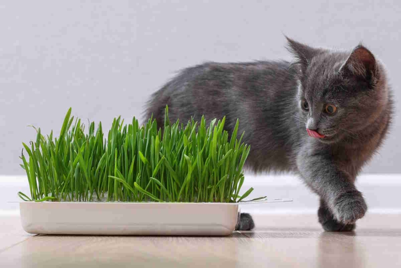 Not Just Catnip: 5 Plants Cats Are Crazy About