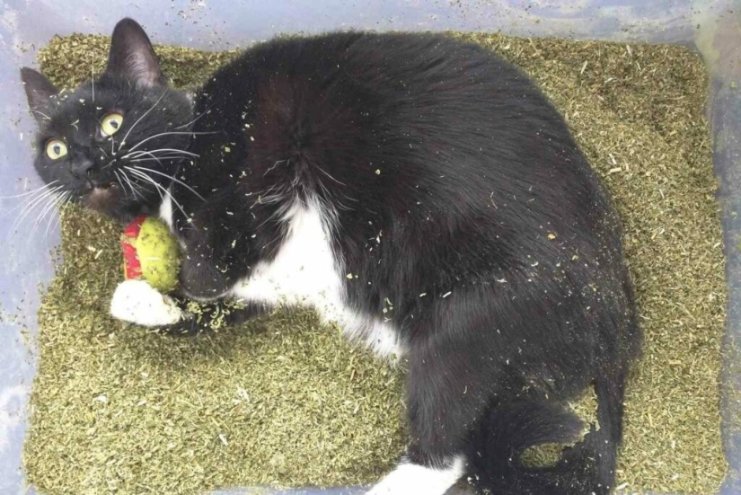 Not Just Catnip: 5 Plants Cats Are Crazy About