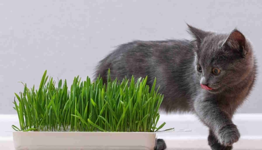 Not Just Catnip: 5 Plants Cats Are Crazy About