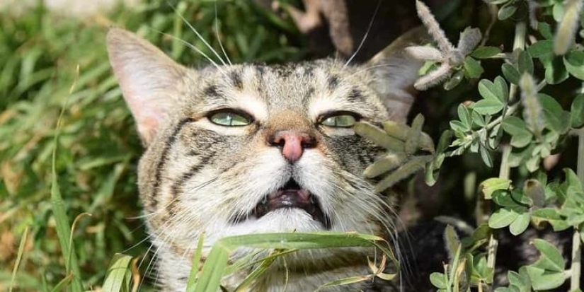 Not Just Catnip: 5 Plants Cats Are Crazy About