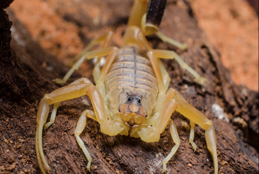 Not Just Snakes and Spiders: 10 Poisonous Animals That Can Kill You