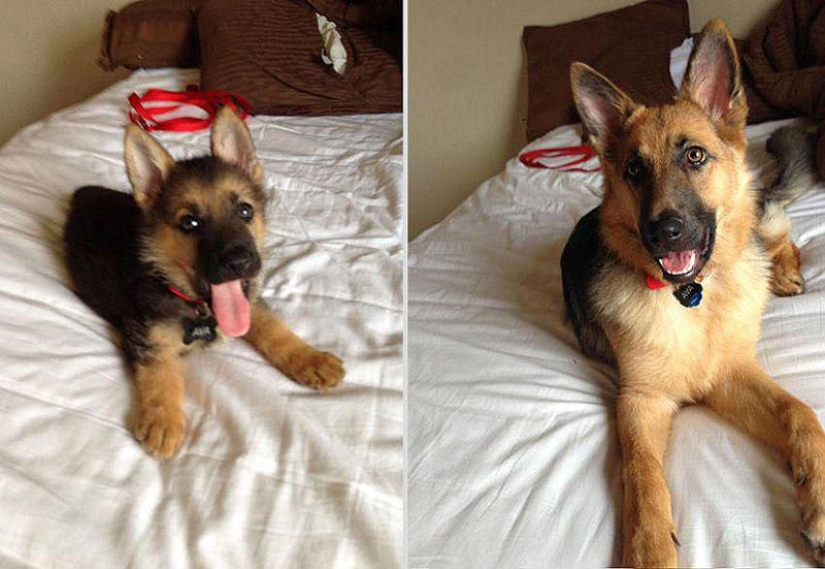Nuestros animales favoritos: las imágenes antes y después de crecer