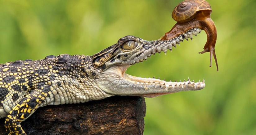 Nunca has visto un caracol tan valiente