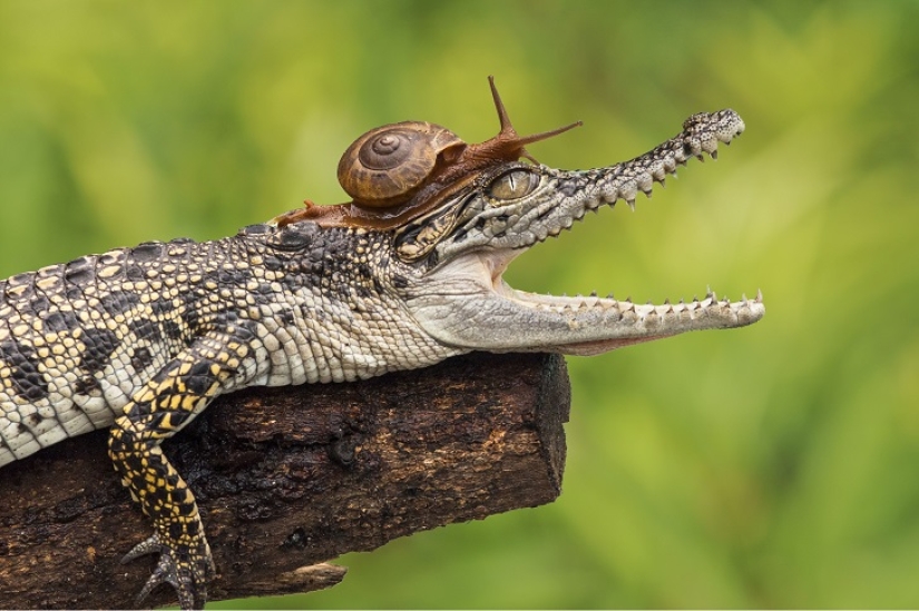 Nunca has visto un caracol tan valiente