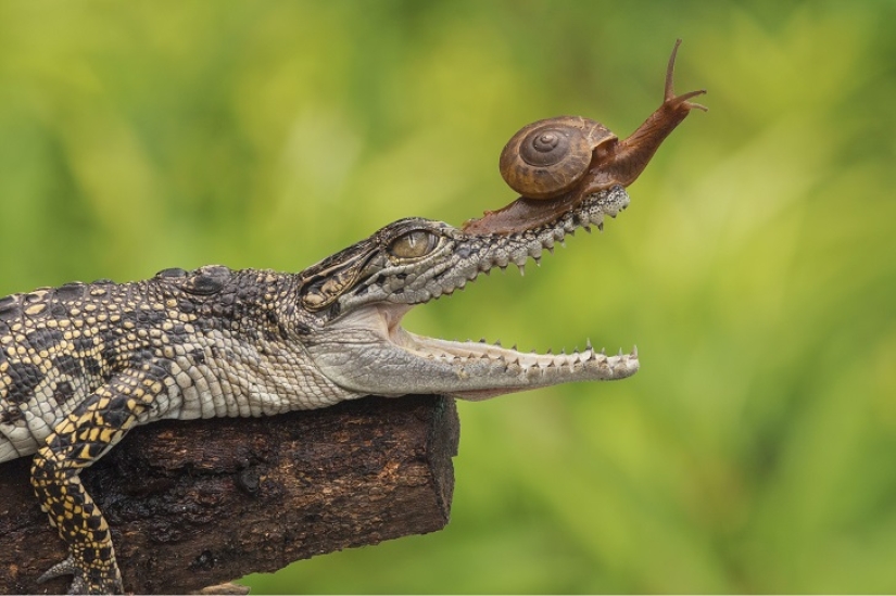 Nunca has visto un caracol tan valiente