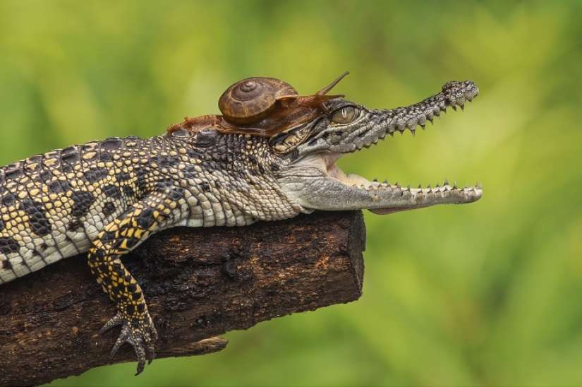 Nunca has visto un caracol tan valiente