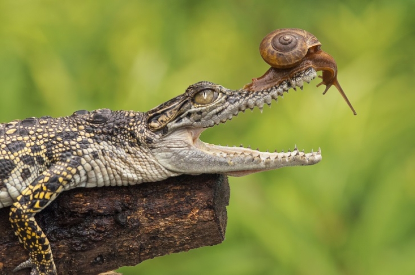 Nunca has visto un caracol tan valiente