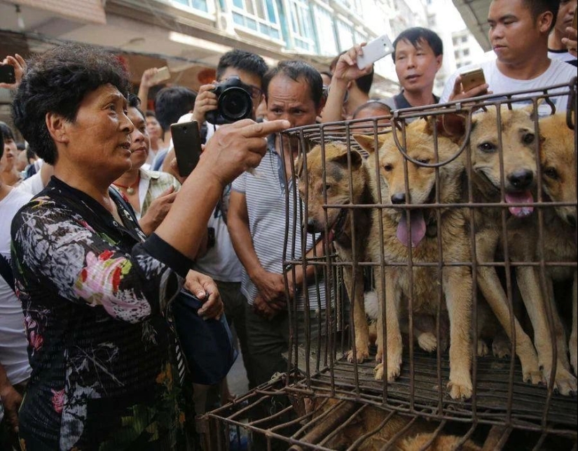 Nureongi Dogs: Not a Friend, Just Food for Koreans