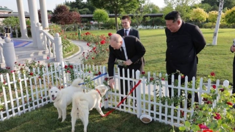 Nureongi Dogs: Not a Friend, Just Food for Koreans