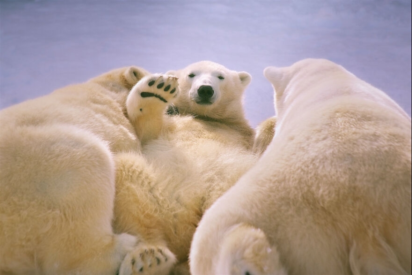 Observé y fotografié las actividades diarias de los osos polares que viven en el zoológico.