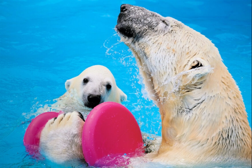 Observé y fotografié las actividades diarias de los osos polares que viven en el zoológico.